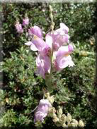 Antirrhinum australe