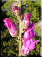 Antirrhinum majus subsp. cirrhigerum