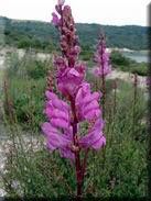Antirrhinum majus subsp. majus