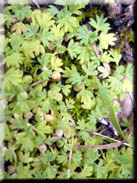 Aphanes floribunda