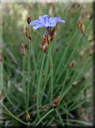 Aphyllanthes monspeliensis