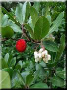 Arbutus unedo