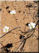 Arenaria algarbiensis