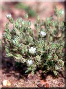 Arenaria emarginata