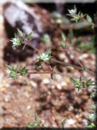 Arenaria leptoclados