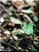 Arisarum proboscideum