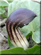 Arisarum vulgare