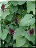 Aristolochia baetica