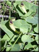 Aristolochia paucinervis