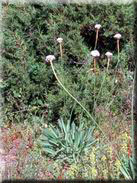 Armeria gaditana