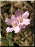 Armeria hirta subsp. hirta