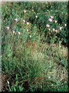 Armeria macrophylla