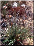 Armeria pungens