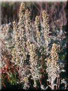 Artemisia caerulescens subsp. caerulescens