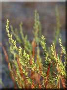 Artemisia campestris