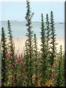 Artemisia crithmifolia