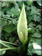 Arum italicum subsp. italicum