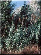 Arundo donax