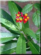 Asclepias curassavica