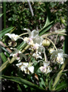 Asclepias fruticosa