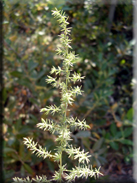 Asparagus acutifolius