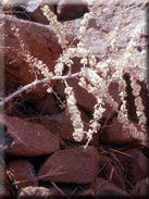 Asparagus arborescens