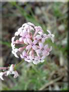 Asperula hirsuta