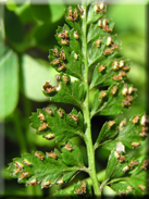 Asplenium billotii