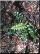 Asplenium marinum