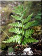 Asplenium onopteris