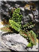 Asplenium petrarchae subsp. bivalens