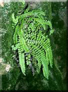 Asplenium trichomanes subsp. quadrivalens
