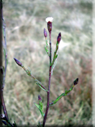 Aster squamatus