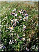 Aster tripolium subsp. pannonicus