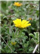 Asteriscus maritimus