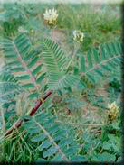 Astragalus boeticus