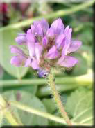 Astragalus echinatus