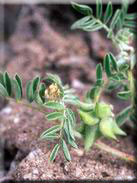 Astragalus epiglotis