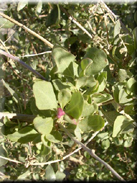 Atriplex halimus