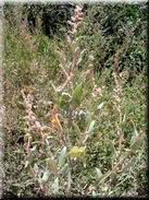 Atriplex prostrata