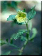 Atropa baetica