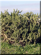 Austrocylindropuntia subulata