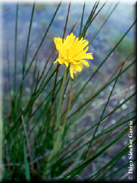 Avellara fistulosa