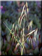 Avena sterilis