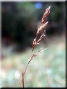 Avenula marginata subsp. sulcata
