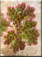 Azolla filiculoides