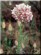 Allium baeticum