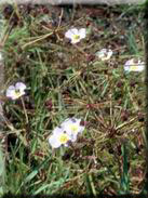 Baldellia ranunculoides