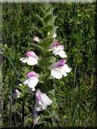 Bartsia trixago