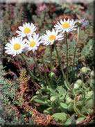 Bellis annua subsp. annua